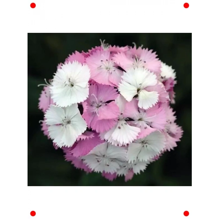 Pembe Beyaz Tek Katlı Karanfil Tohumu (5 Adet)