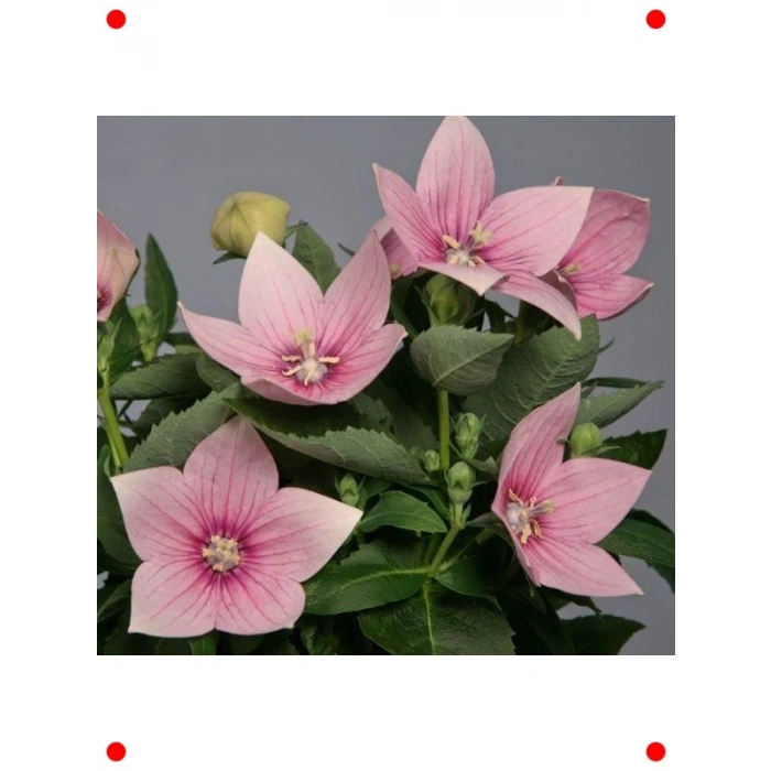 Pembe Büyük Çan Balon Çiçeği Tohumu (5 Adet)