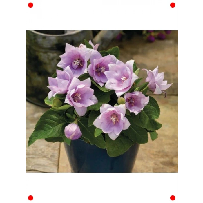 Pembe Büyük Çan Balon Çiçeği Tohumu (5 Adet)