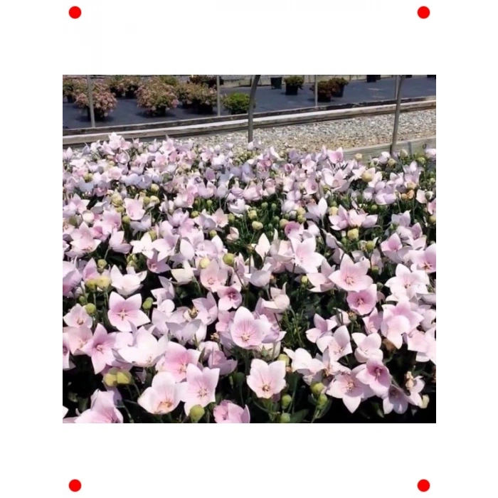 Pembe Büyük Çan Balon Çiçeği Tohumu (5 Adet)