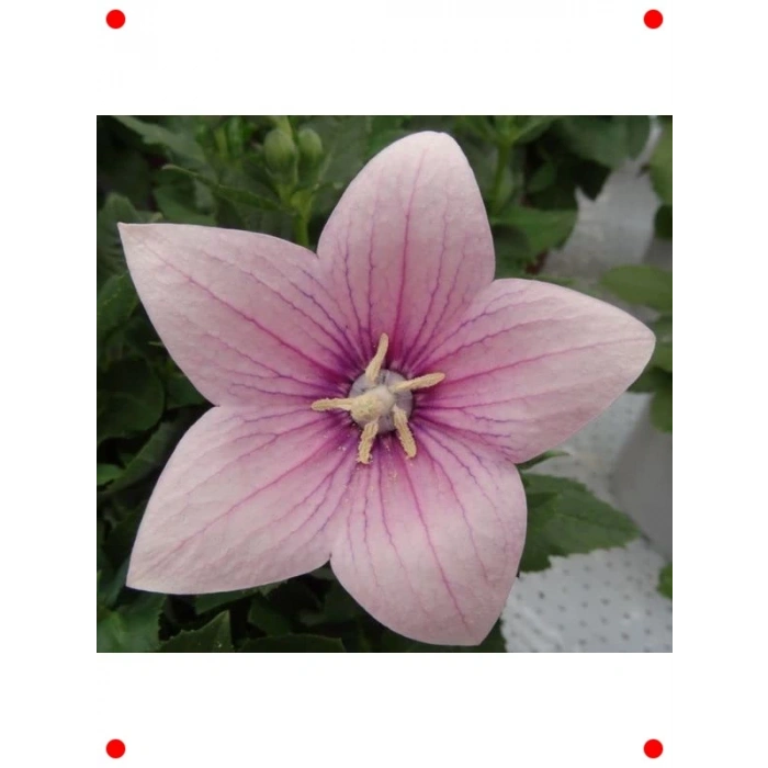 Pembe Büyük Çan Balon Çiçeği Tohumu (5 Adet)