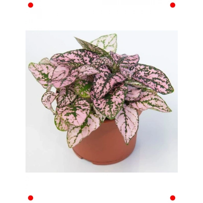 Pembe Çilli Yaprak Çiçeği F1 Tohumu (30 Adet)