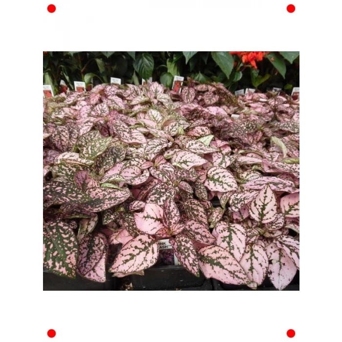 Pembe Çilli Yaprak Çiçeği F1 Tohumu (30 Adet)