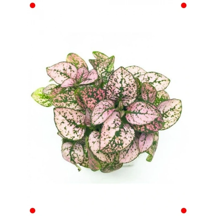 Pembe Çilli Yaprak Çiçeği  Tohumu (30 Adet)