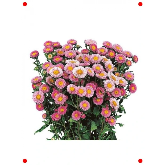 Pembe Kasımpatı  Tohumu (15 Adet)