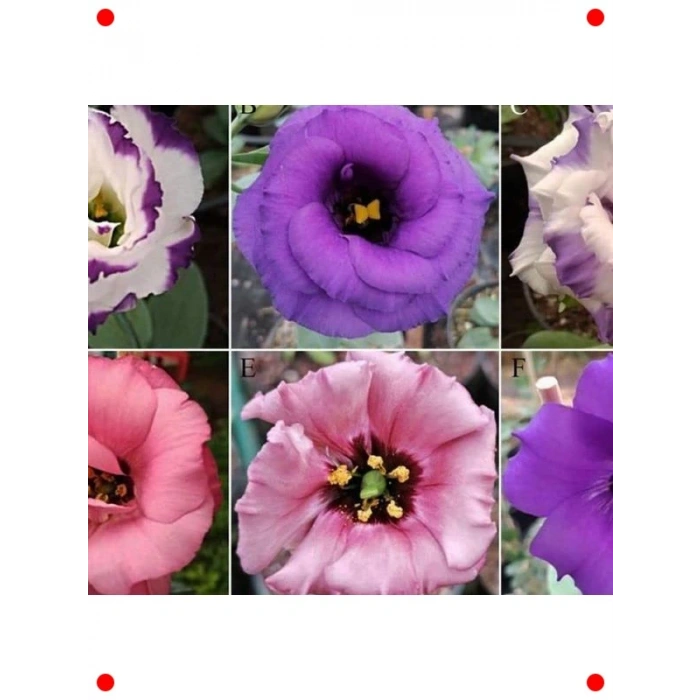 Pembe Katmerli Bodur Lisianthus Çiçeği Tohumu (5 Adet)