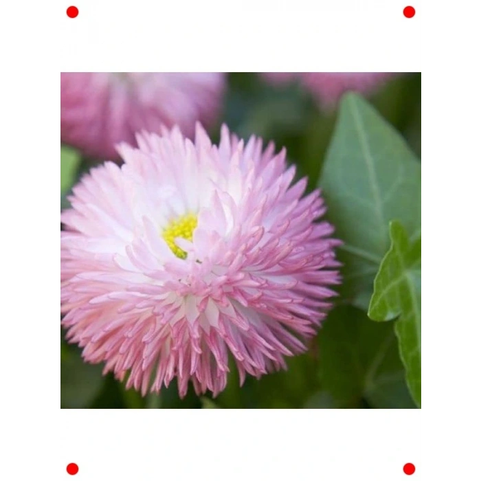 Pembe Katmerli Şeker Tabağı  Tohumu (30 Adet)