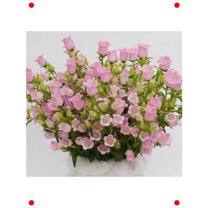 Pembe Mini Maviş Çan Çiçeği Tohumu (5 Adet)