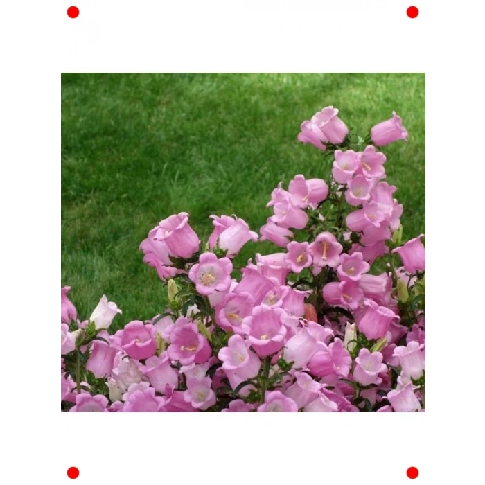 Pembe Mini Maviş Çan Çiçeği Tohumu (5 Adet)