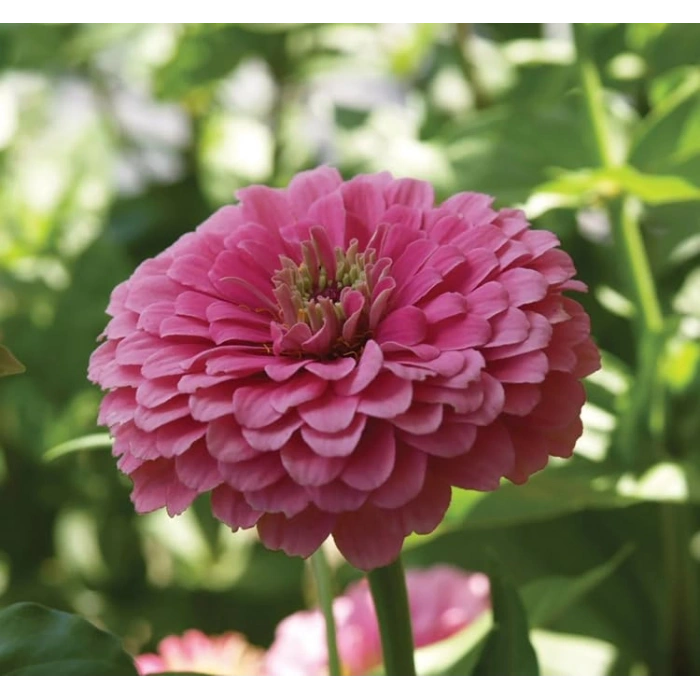 Pembe Renkli Dev Çiçekli Zinnia Tohumu - 5 Tohum