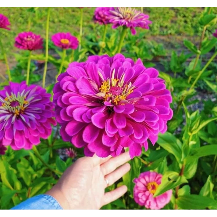Pembe Renkli Dev Çiçekli Zinnia Tohumu - 5 Tohum