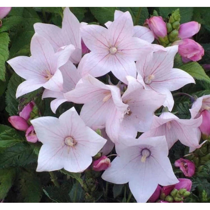 Pembe Renkli Katmerli Balon Çiçeği Tohumu - 5 Adet