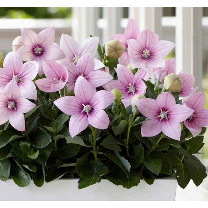 Pembe Renkli Katmerli Balon Çiçeği Tohumu - 5 Adet