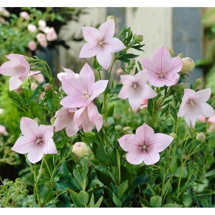 Pembe Renkli Katmerli Balon Çiçeği Tohumu - 5 Adet