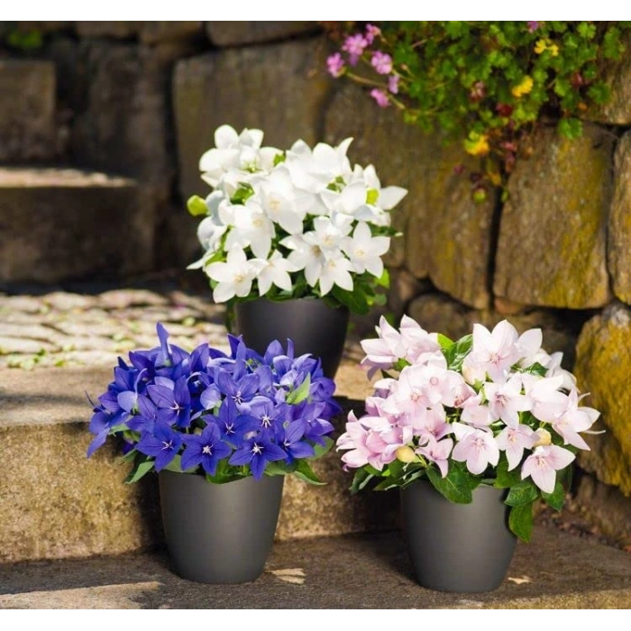 Pembe Renkli Katmerli Balon Çiçeği Tohumu - 5 Adet