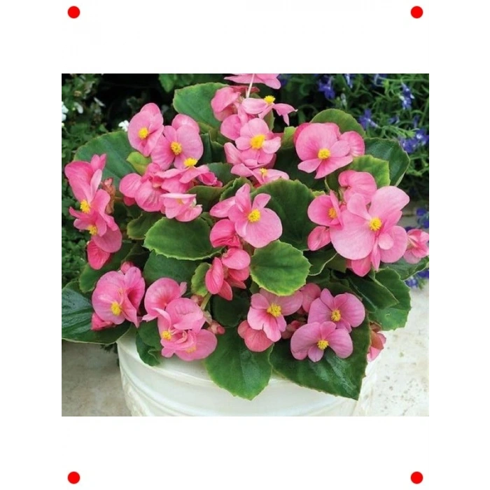 Pembe Şeker Bnya Tohumu (20 Adet)