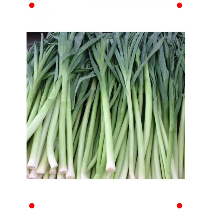 Pırasa Tohumu (Çoklu Paket, 5 Gram)