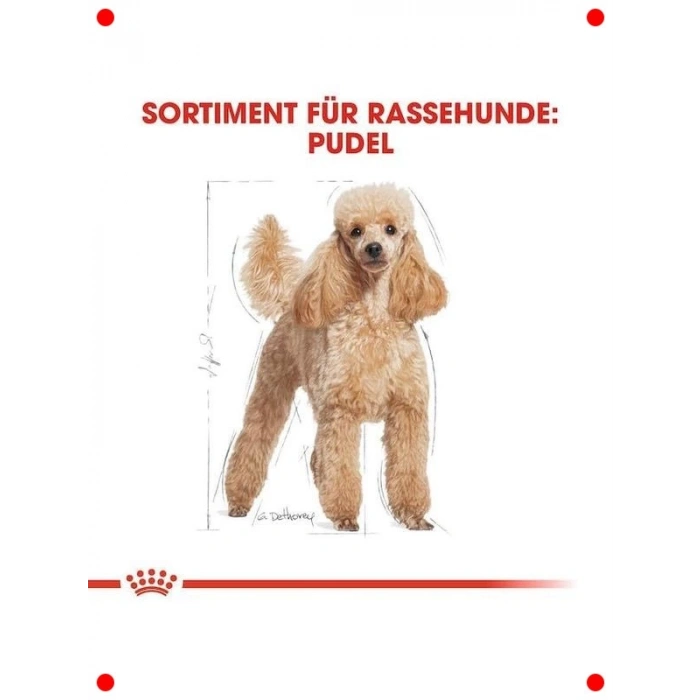 Poodle Irkı Yetişkin Köpek Kuru Maması 3 Kg