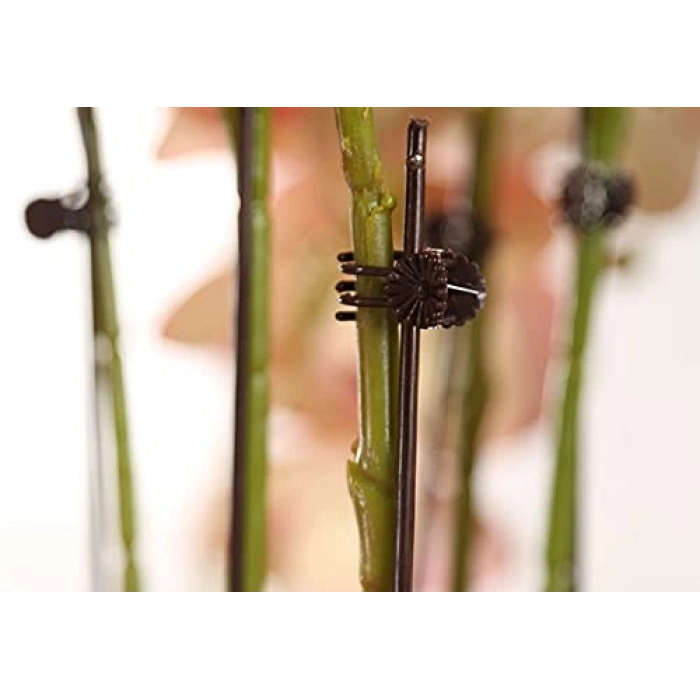 Profesyonel Ahşap Clave, Müzik Aksesuarı