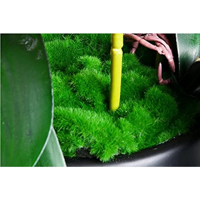 Profesyonel Ahşap Clave, Müzik Aksesuarı