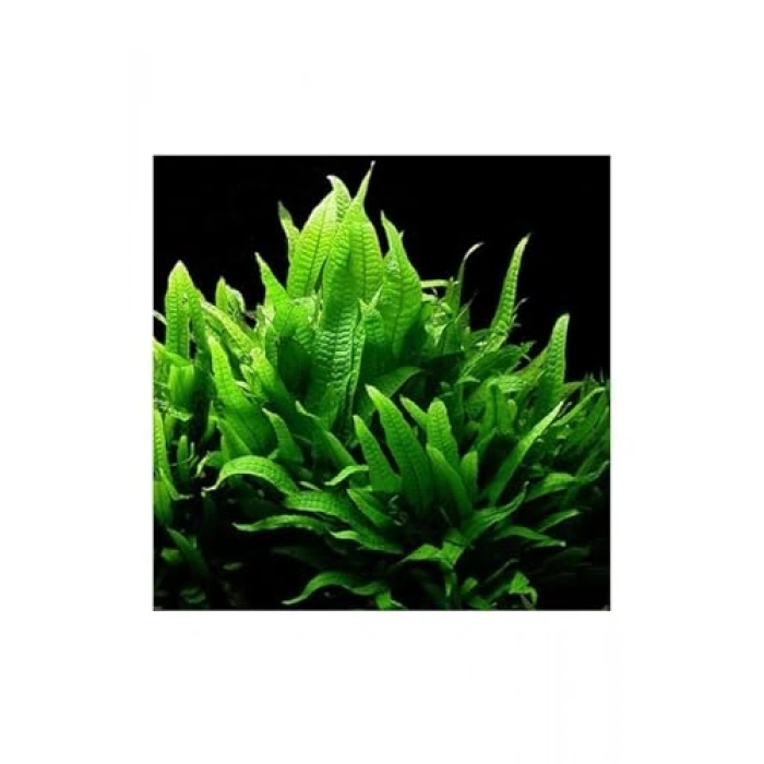 Pteropus Sp Canlı Bitki Saksısı, Hobi Akvaryum Bitkisi