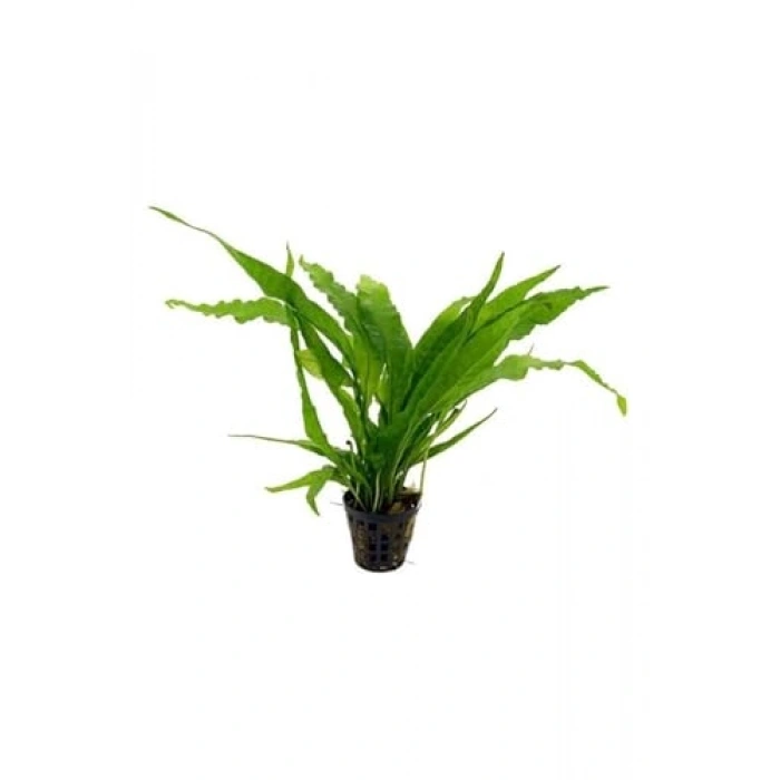 Pteropus Sp Canlı Bitki Saksısı, Hobi Akvaryum Bitkisi