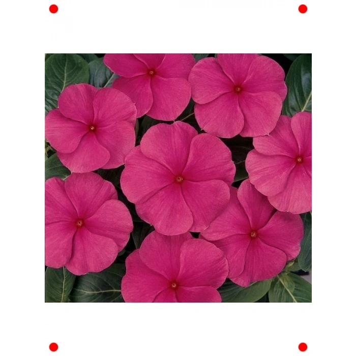 Punch Rozet Çiçeği F1 Tohumu (40 Adet)