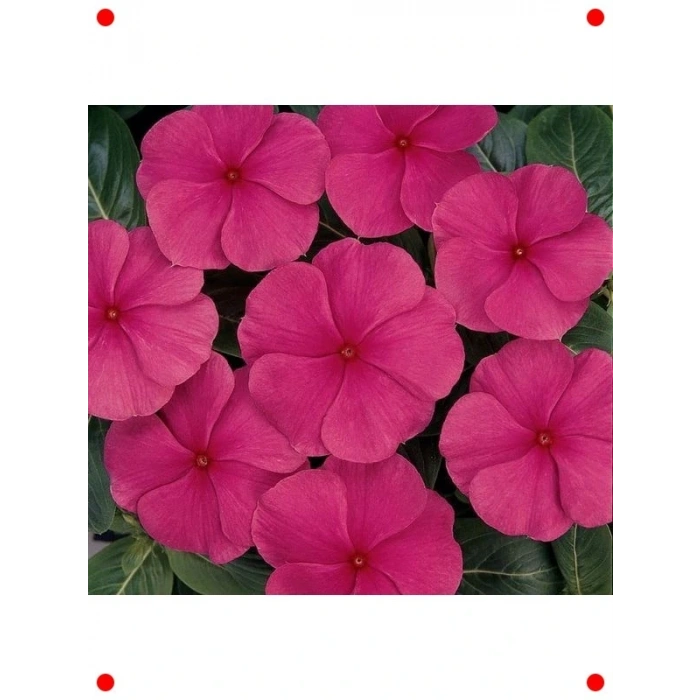 Punch Rozet Çiçeği  Tohumu (40 Adet)