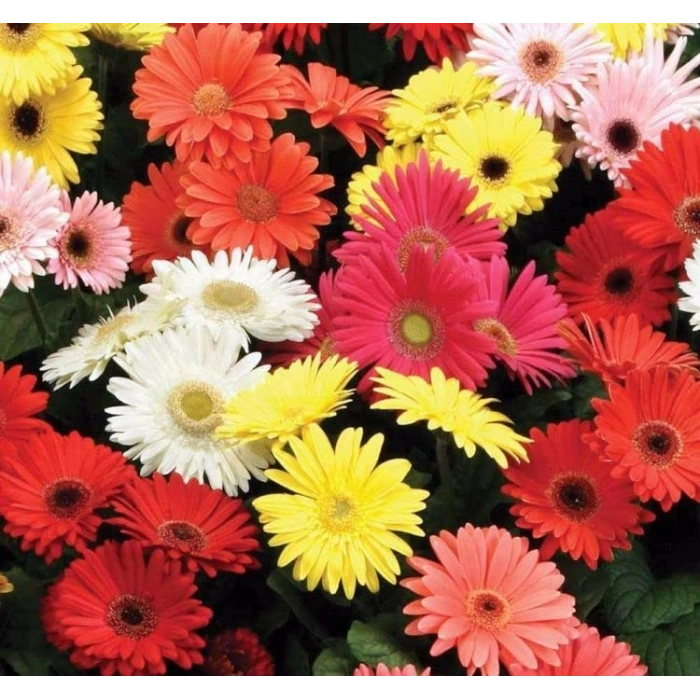 Rbera Çiçeği Tohumu - Bahçenizi Şenlendirin