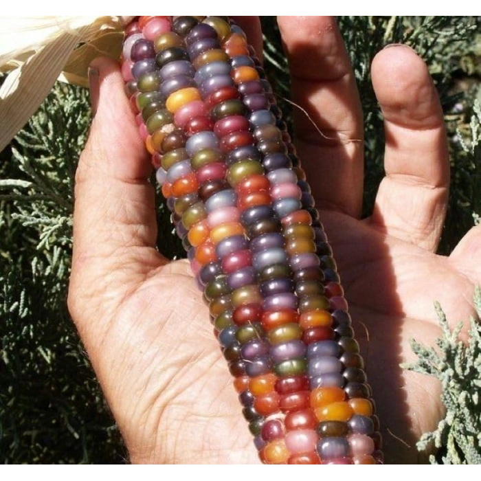 Renkli biber tohumları, 10 gram, bahçenize canlılık katacak