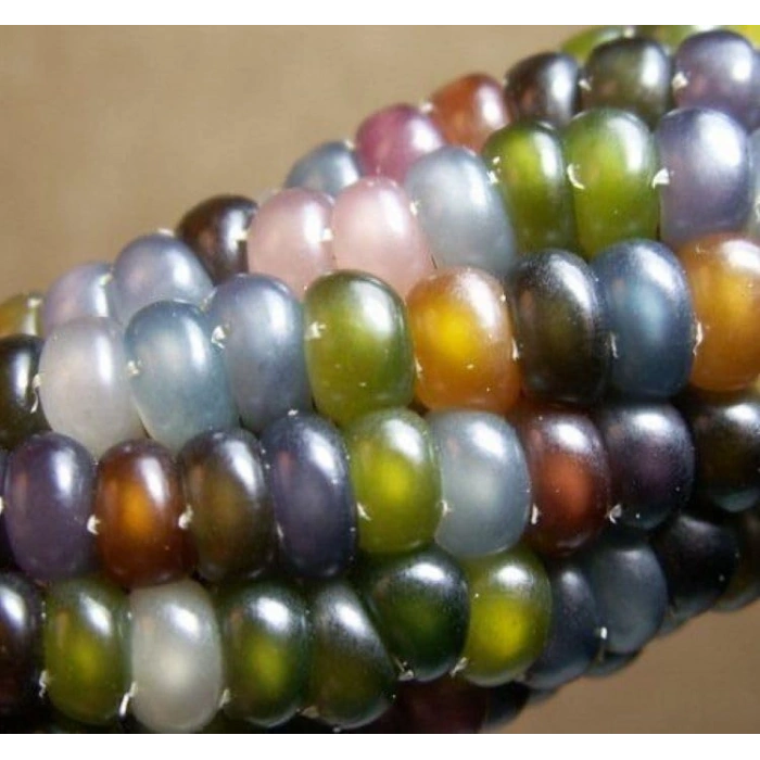 Renkli biber tohumları, 10 gram, bahçenize canlılık katacak