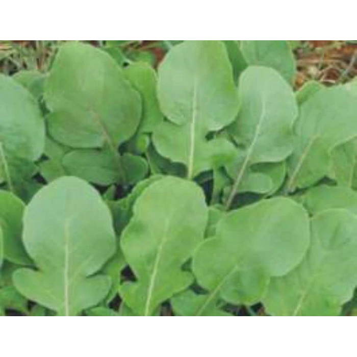 Roka tohumu, 10 gram