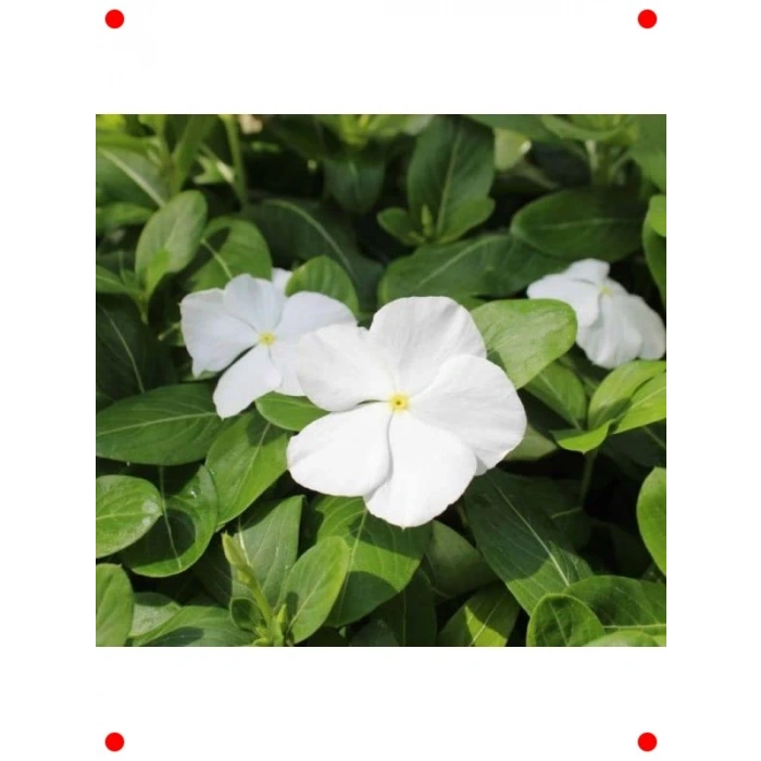 Saf Beyaz Rozet Çiçeği Tohumu (15 Adet)