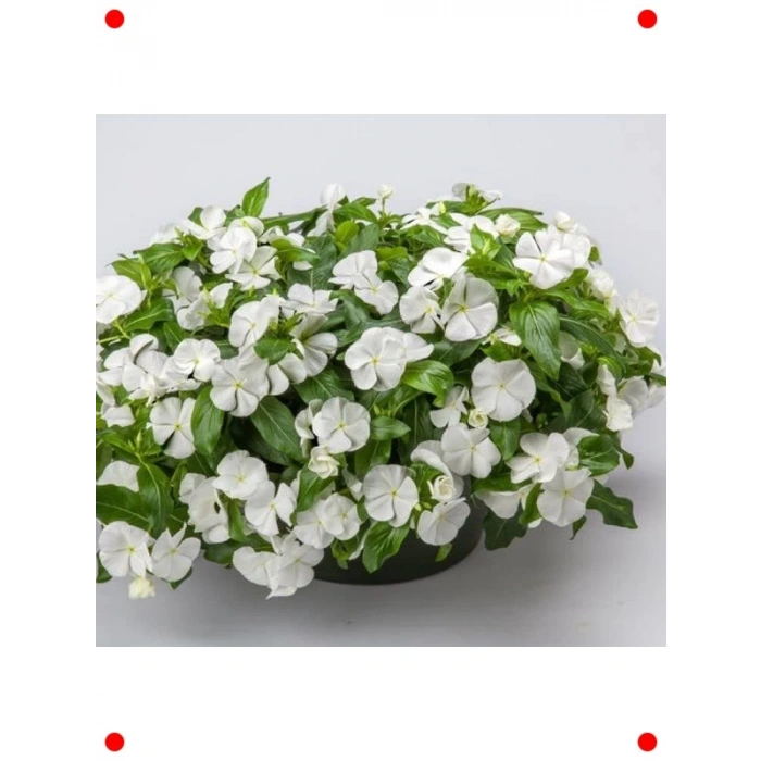 Saf Beyaz Rozet Çiçeği Tohumu (15 Adet)