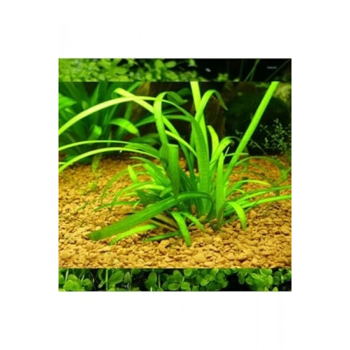 Sagittaria Subulata Saksı Canlı Bitki, Su Bitkileri İçin Pratik Kullanım
