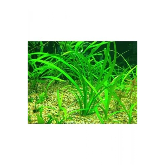 Sagittaria Subulata Saksı Canlı Bitki, Su Bitkileri İçin Pratik Kullanım