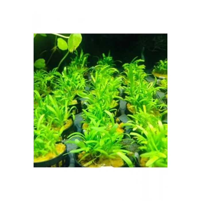 Sagittaria Subulata Saksı Canlı Bitki, Su Bitkileri İçin Pratik Kullanım