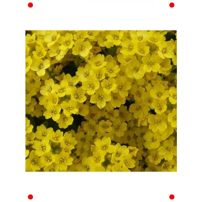 Sarı Alyssum Tohumu - 250 Adet