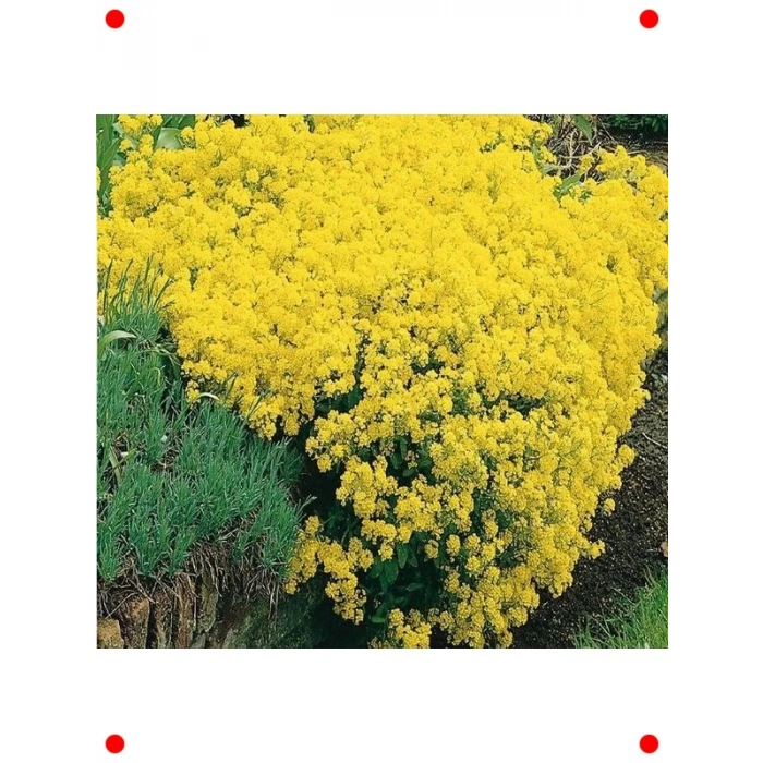 Sarı Alyssum Tohumu - 250 Adet