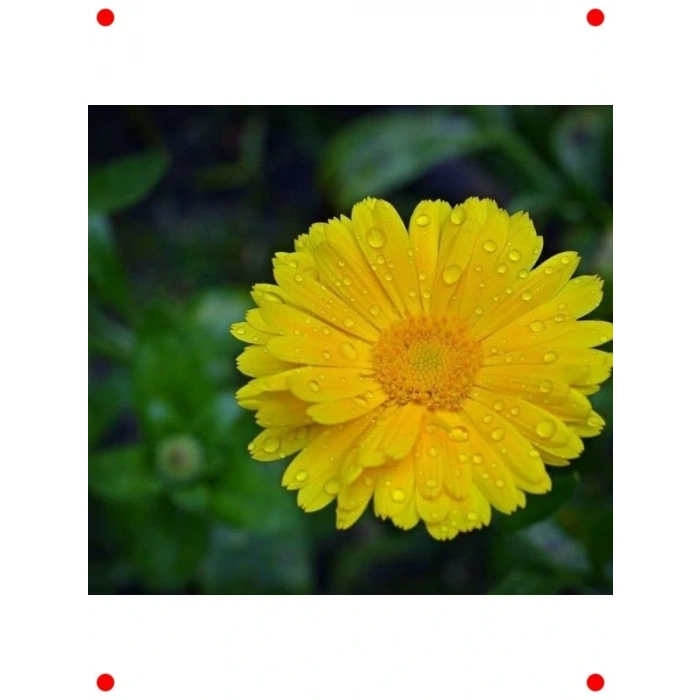 Sarı Aynı Sefa  Çiçek Tohumu (50 Adet)