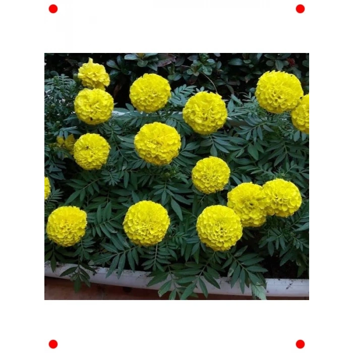 Sarı Bodur İri Kadife Çiçeği F1 Tohumu (20 Adet)