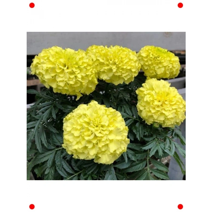 Sarı Bodur İri Kadife Çiçeği F1 Tohumu (20 Adet)