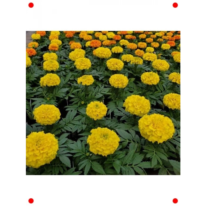 Sarı Bodur İri Kadife Çiçeği F1 Tohumu (20 Adet)