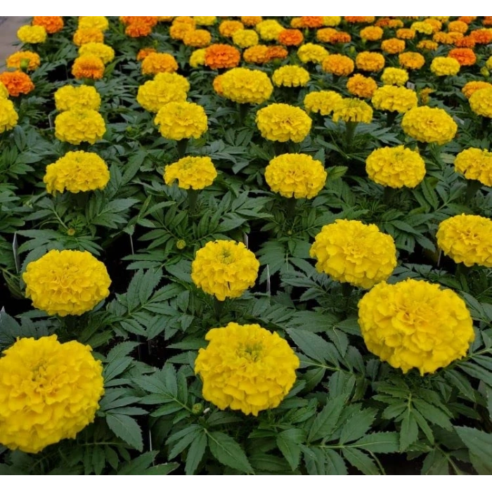 Sarı Bodur İri Kadife Çiçeği F1 Tohumu - 20 Adet