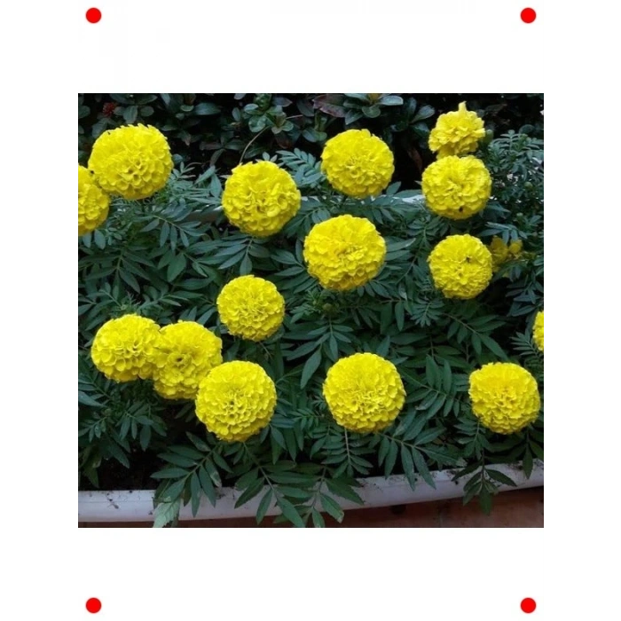 Sarı Bodur İri Kadife Çiçeği  Tohumu (20 Adet)