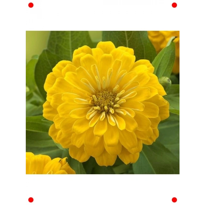 Sarı Büyük Çiçekli Kirli Hanım Tohumu (5 Adet)