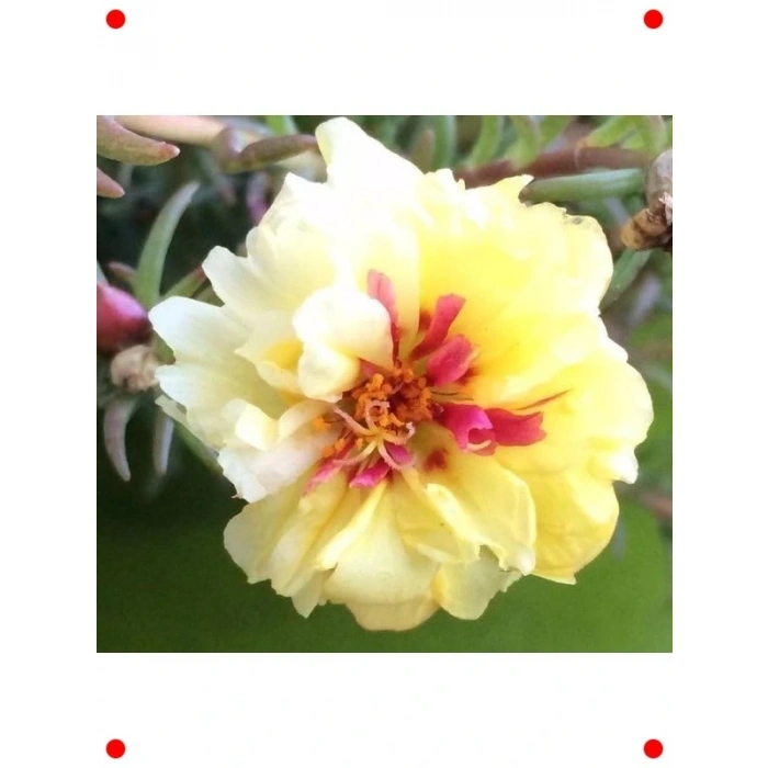 Sarı Duble Katlı İpek Çiçeği Tohumu (25 Adet)