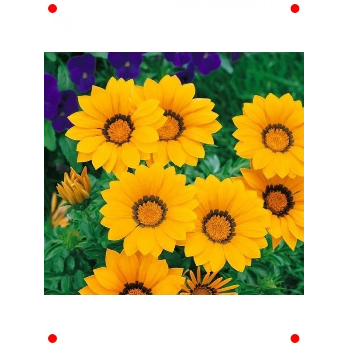Sarı Gazanya F1 Çiçek Tohumu (10 Adet)