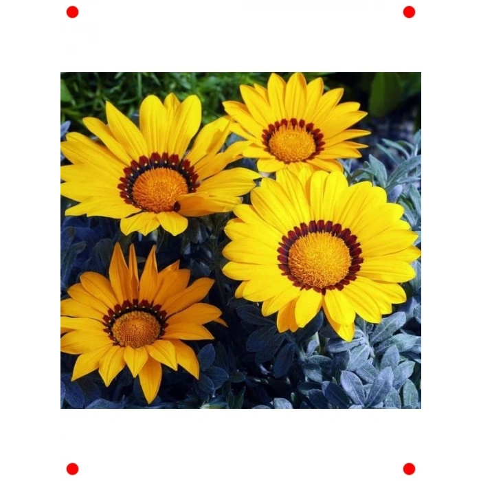 Sarı Gazanya F1 Çiçek Tohumu (10 Adet)