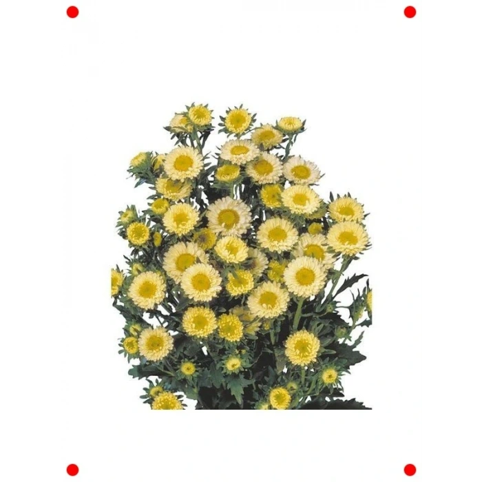 Sarı Kasımpatı  Tohumu - 15 Adet